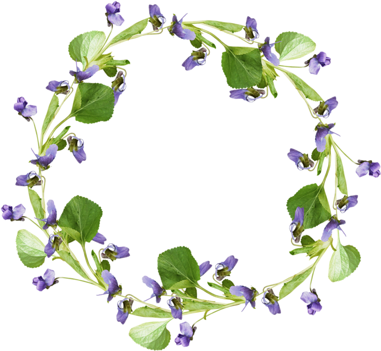 Violets Frames - Portable Network Graphics (800x745)