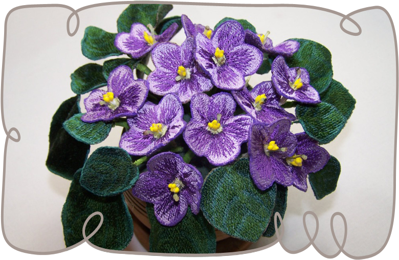 Purple African Violets - African Violets (800x800)