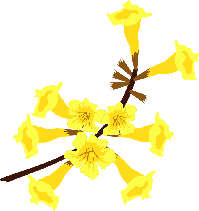 Clip Art, Flor, Flora, Flower, Nature, Plant, Tree - Ipe Png (679x720)