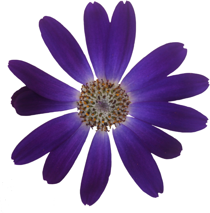 Pericalis Senetti ® - Cinerarias (871x1111)