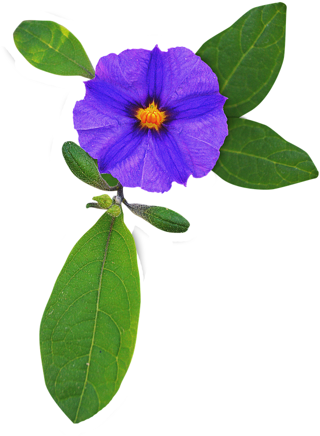 Flower Purple Violet - Flower Purple Violet (1256x1280)