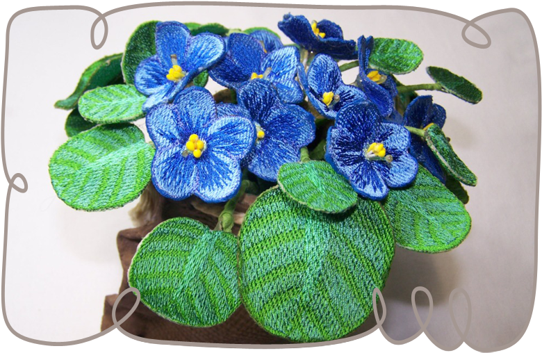 Blue African Violet - African Violets (800x800)