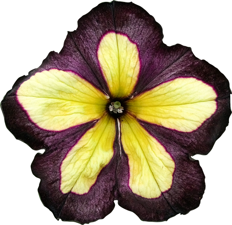 2018 03 27 - Petunia (750x729)