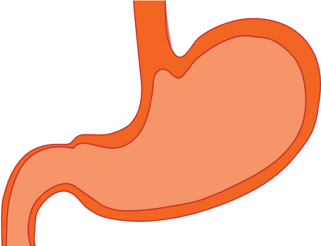 Stomach Cliparts - Medicine (640x480)