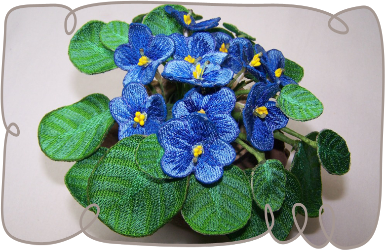 Blue African Violet - African Violets (800x800)