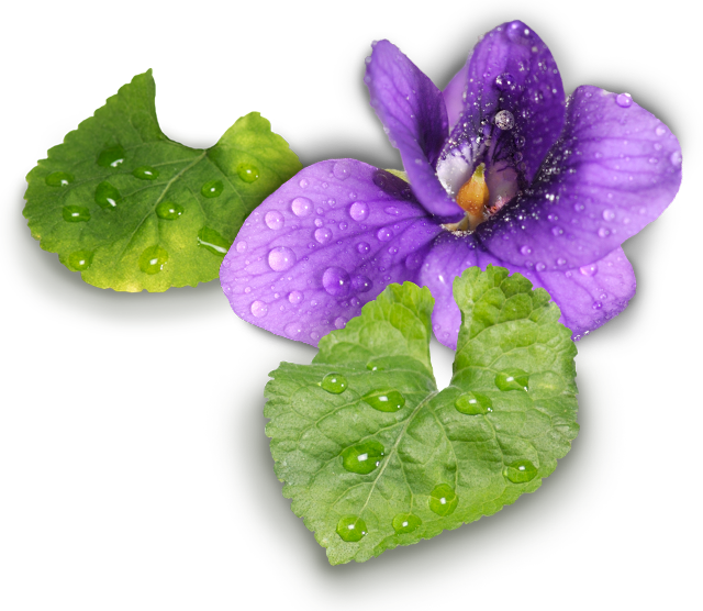 #scentsy November 2013 Warmer Of The Month - Lilac Hibiscus (640x556)