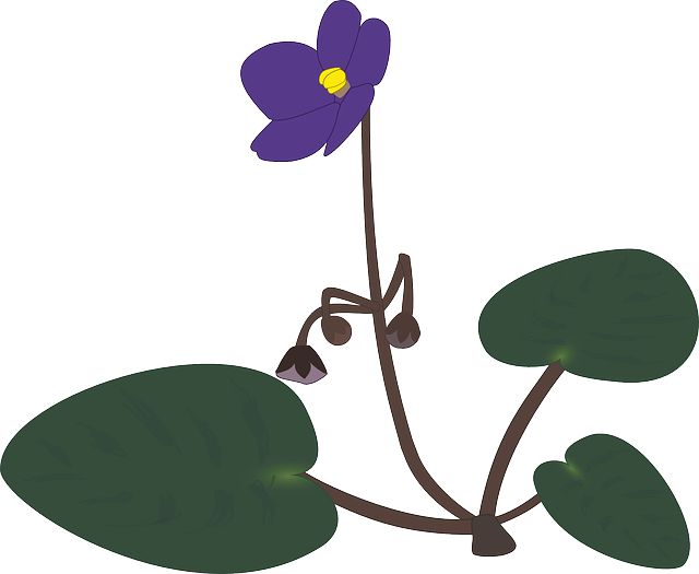 Blossom, Bloom, Plant, Lilac, Violet - African Violet Flowers Png (640x525)