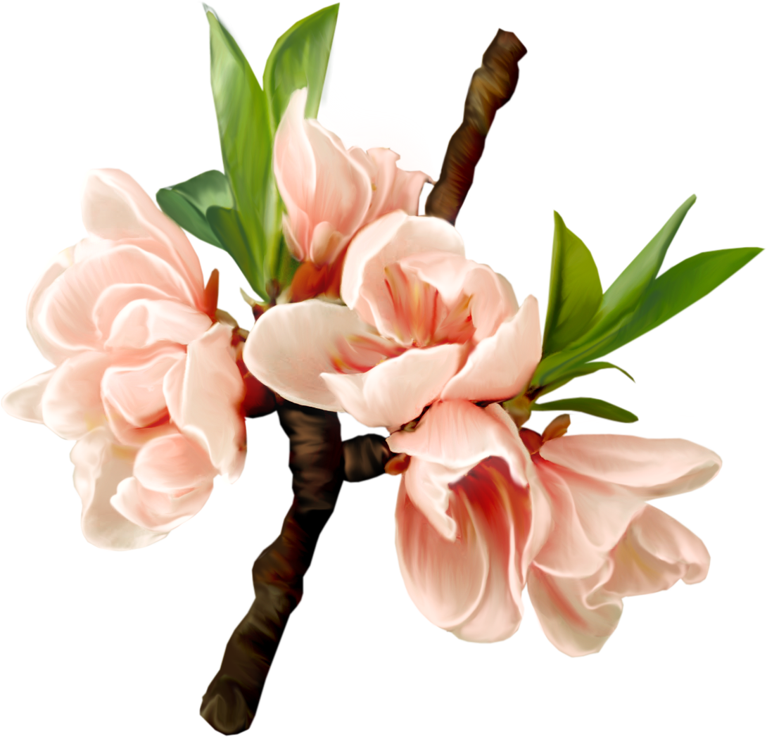 Flower Blossom Clip Art - Flower Blossom Clip Art (1090x1047)