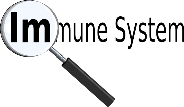 Support System Cliparts - Immune System Clipart (600x348)