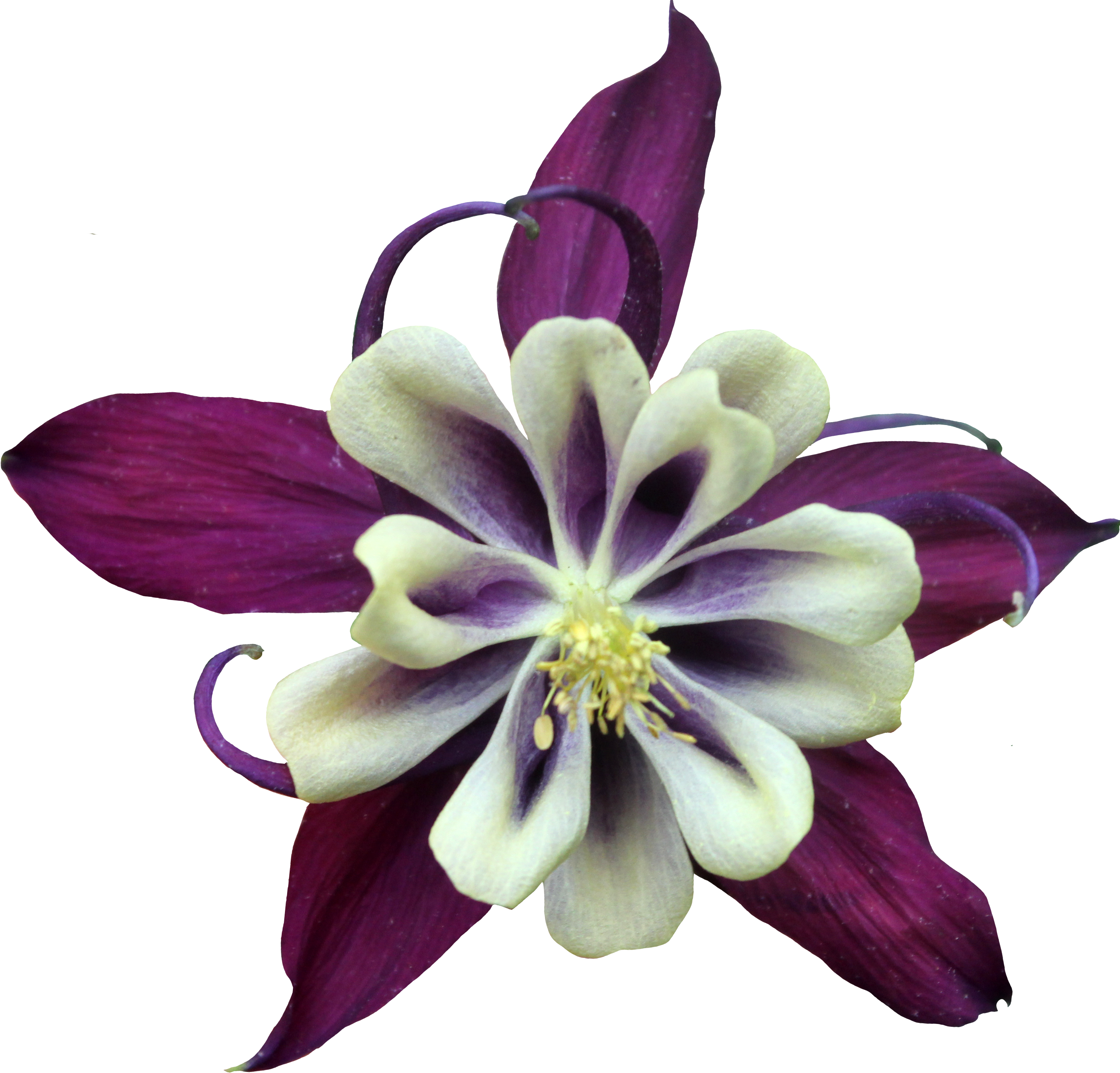 Purple Violet Flower Color - Purple (3105x2974)