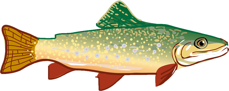 Rainbow Trout Clip Art - Rainbow Trout Clip Art (1024x1045)