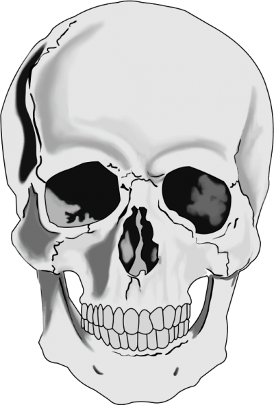 Skull Human Head Clip Art Free Vector For Free Download - Human Skull Clipart (400x590)