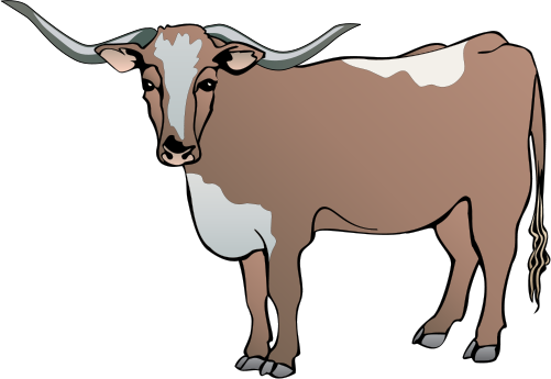 Longhorn Cattle Clipart Drawing - Cow Vector (501x345)