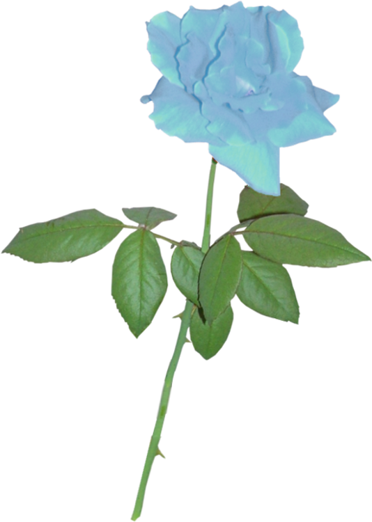 Blue Rose Clipart Stem - Blue Rose Small Png (534x750)