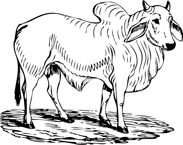 Brahma Bull Svg Clip Arts 600 X 475 Px - Brahma Bull (969x767)
