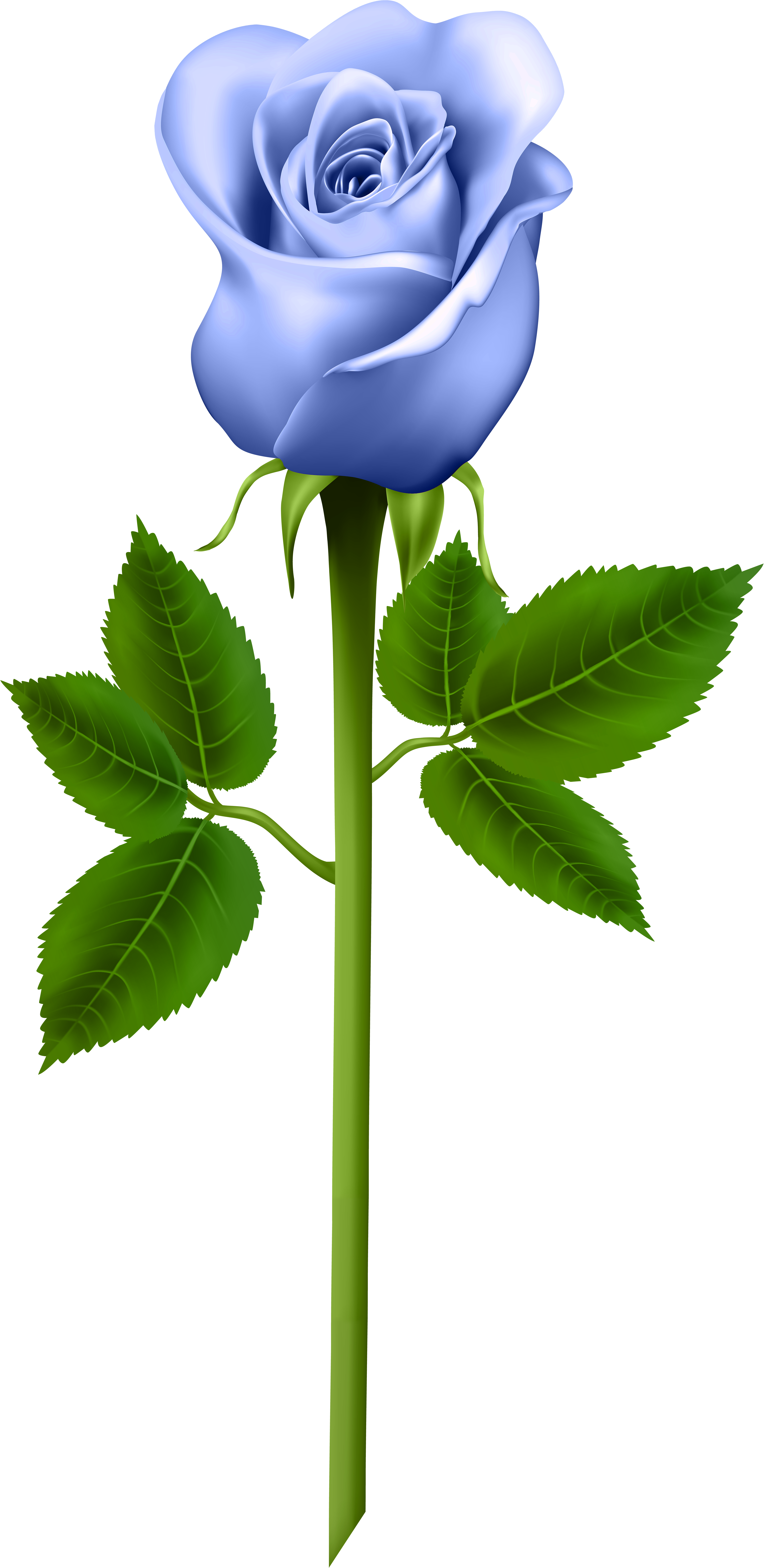 Blue Rose Clipart Stem - Word Cards For Parts Of A Plant (4129x8000)