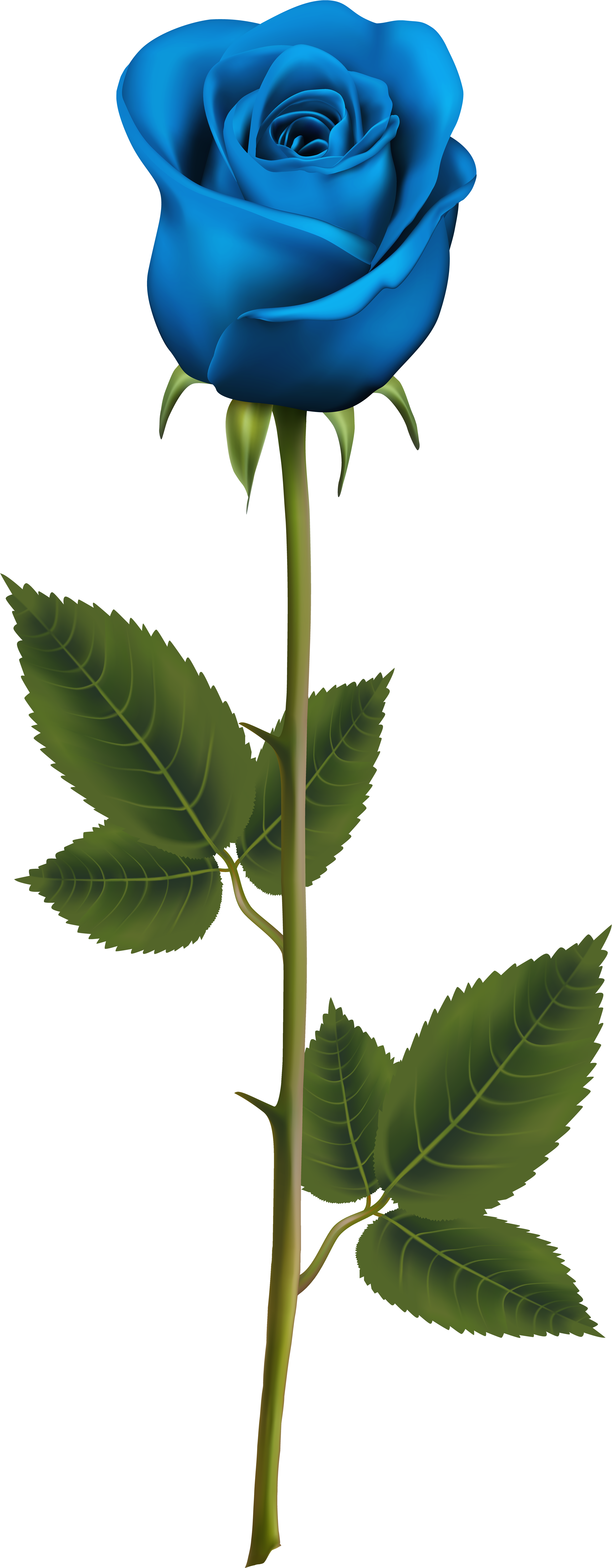 Blue Rose With Stem Png Transparent Clip Art Image - Blue Rose With Stem Tattoo (3277x8000)