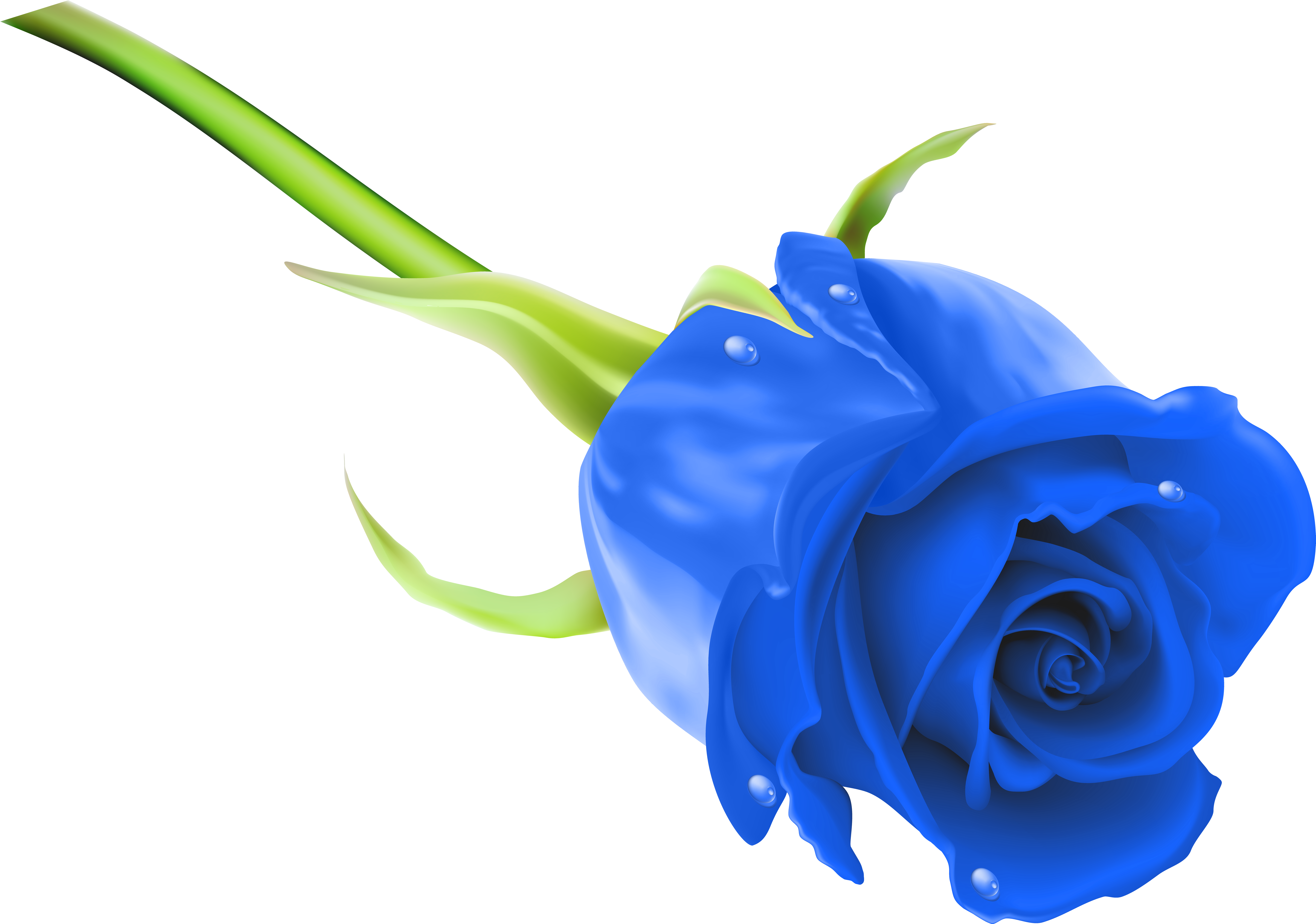 Blue Rose Png Clip Art Image - Blue Rose Png Hd (8000x5710)
