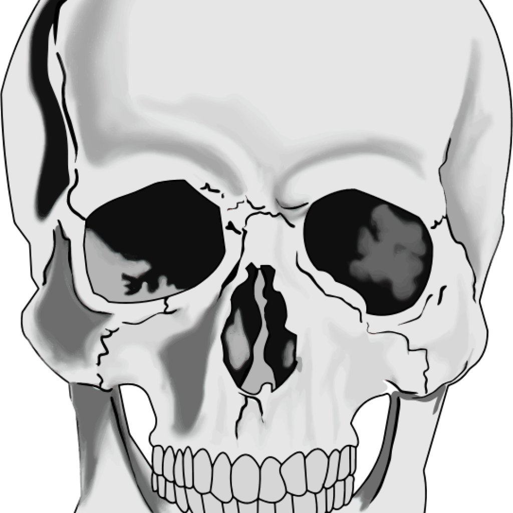 Skull Clipart Clipart Realistic Human Skull Clipartix - Skull Png (1024x1024)