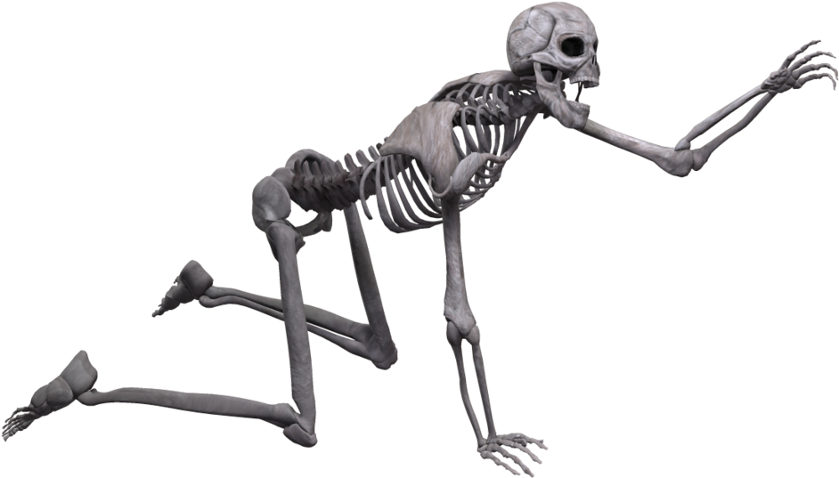 Skeleton Png - 3d Skeleton Png (1024x639)