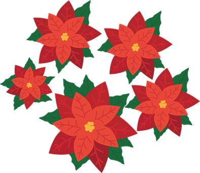 Poinsettia, Flower, Plant, Blossom, Bloom, Christmas - Poinsettia Flower Png (394x340)