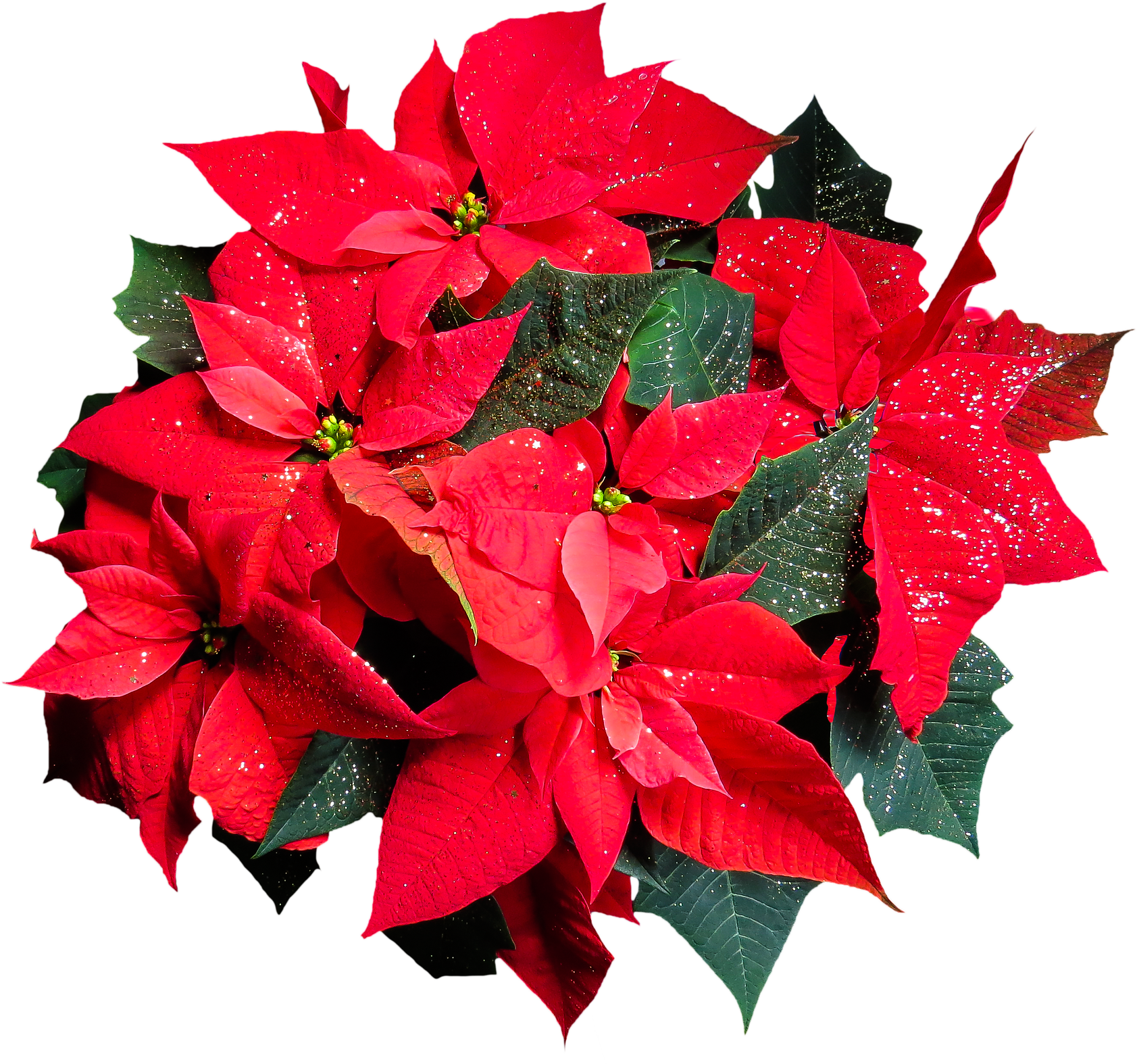 Poinsettia Pictures Free 6, Buy Clip Art - Png Poinsettia (1920x1694)