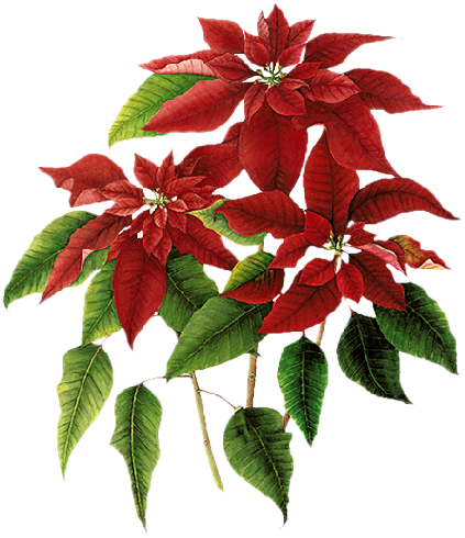 Christmas Poinsettia Clip Art - Poinsettia (467x550)