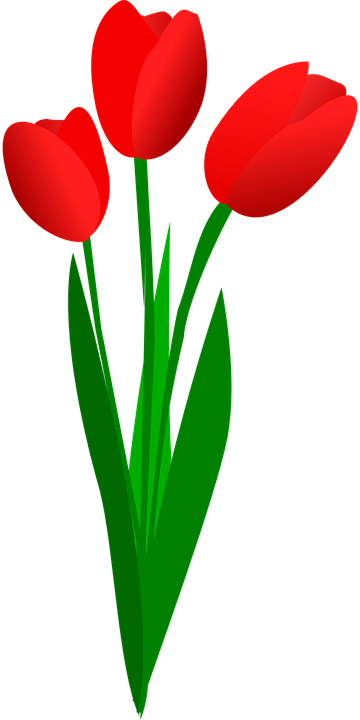 Poinsettia Flower Cliparts 27, Buy Clip Art - Red Tulip Clip Art (360x720)