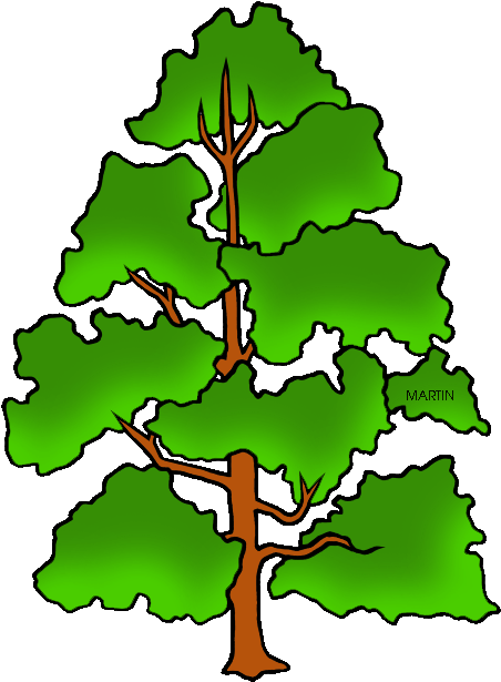 Tennessee State Tree - Draw Indiana State Tree (479x648)