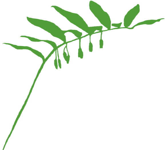 Flower - Ewing Marion Kauffman Foundation (586x524)