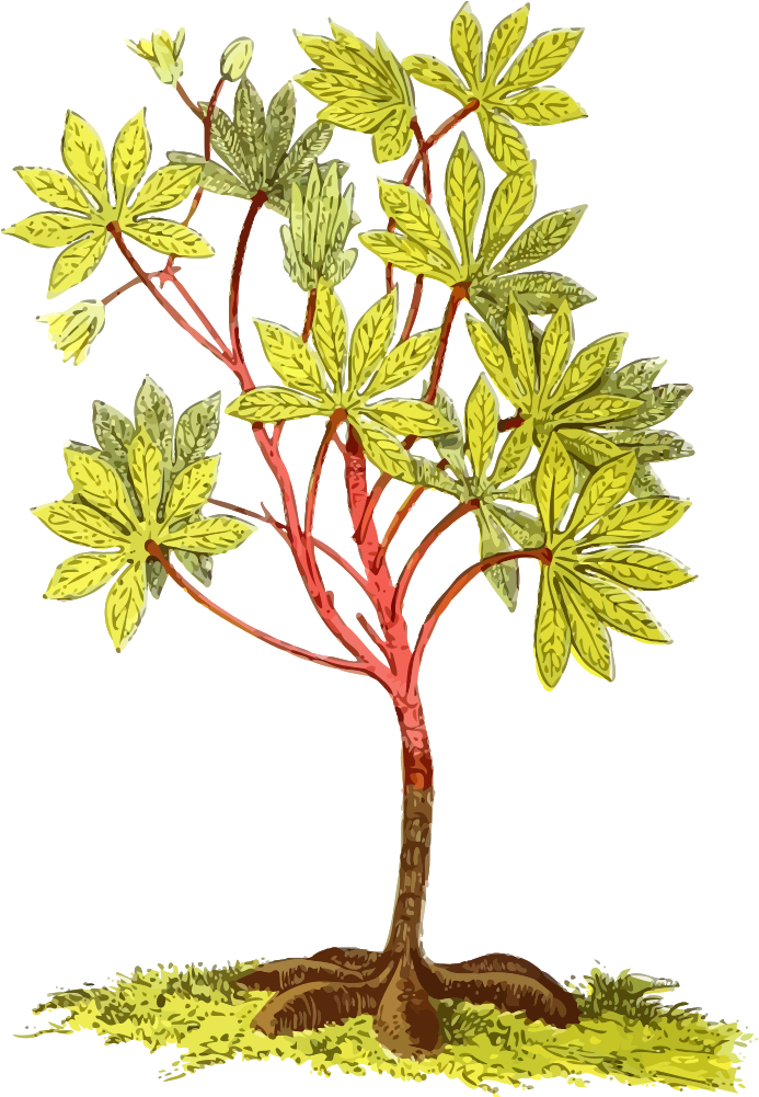 Cassava Plant - Portable Network Graphics (701x1000)