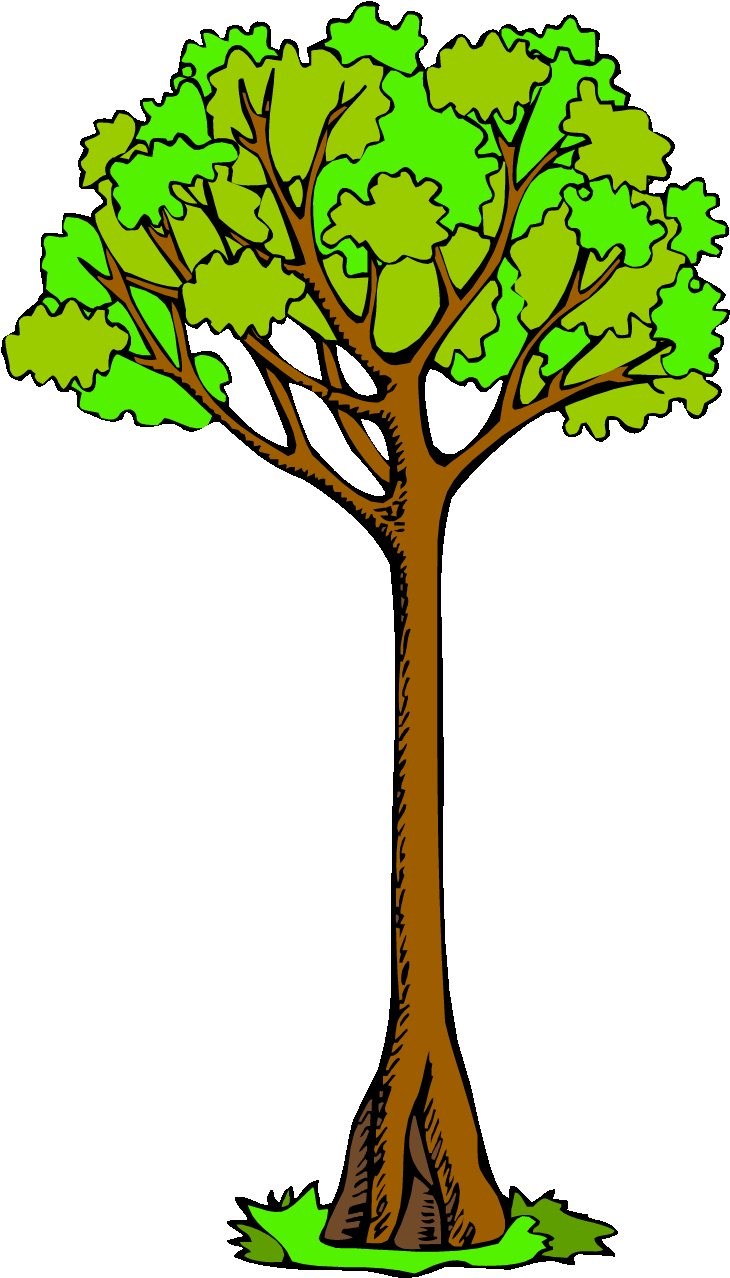 Pin Tree Clipart - Tall Tree Clip Art (750x1297)