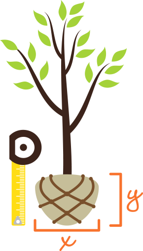 Clipart Root Ball Treebaltimore Measure The - Digging A Hole For Tree (290x508)