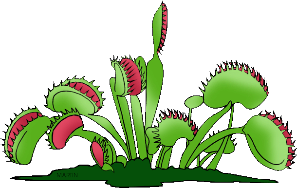 North Carolina State Carnivorous Plant - Clipart Venus Fly Trap (648x422)