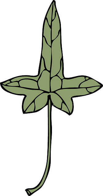 Green, Leaf, Plant, Medical, Ivy, Chlorophyll, Herb - Clip Art (335x640)
