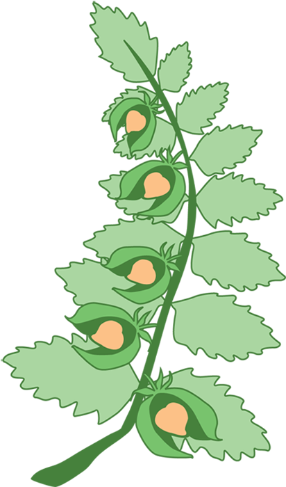 Organic Garbanzo Beans, Organic Black Beans, Water, - Hummus Plant Clipart (412x700)