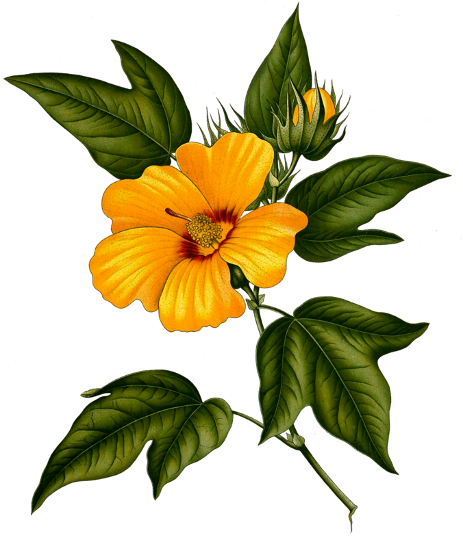 Sea Island Cotton Gossypium Hirsutum Gossypium Herbaceum - Sea Island Cotton Gossypium Hirsutum Gossypium Herbaceum (677x800)