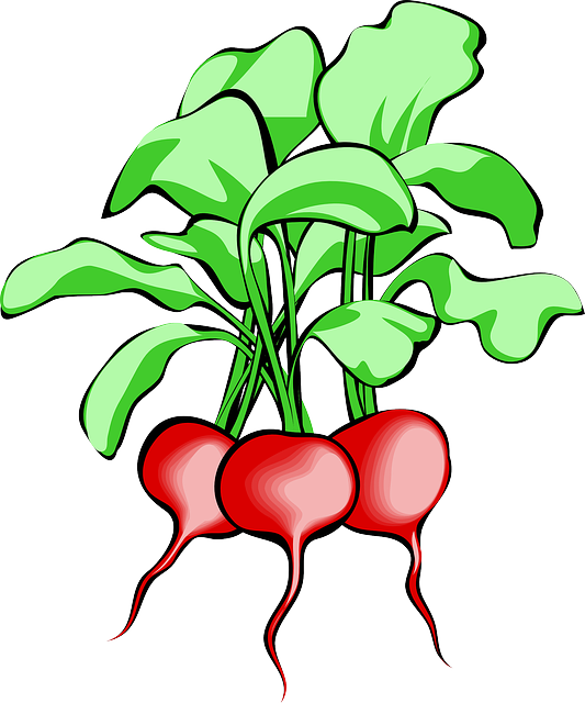 Beet, Beetroot, Vegetable, Root, Plant, Food, Raw - Beets Clipart (533x640)