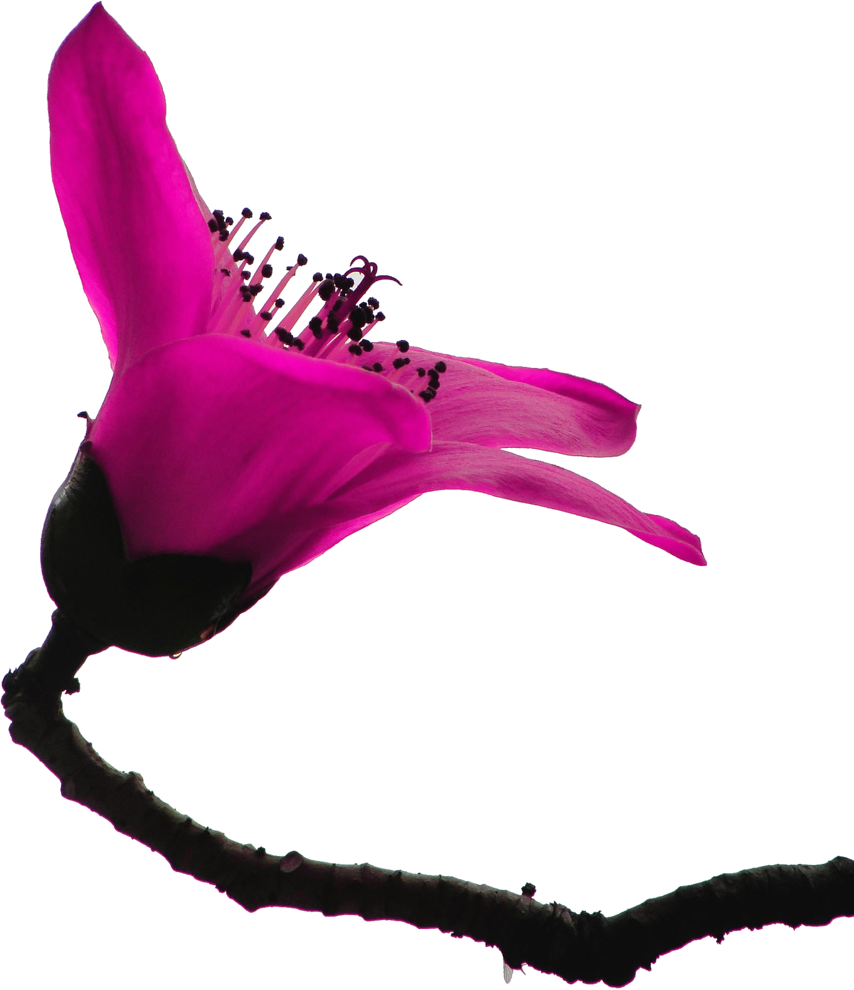 Bombax Ceiba Kapok Tree - Illustration (1680x1982)