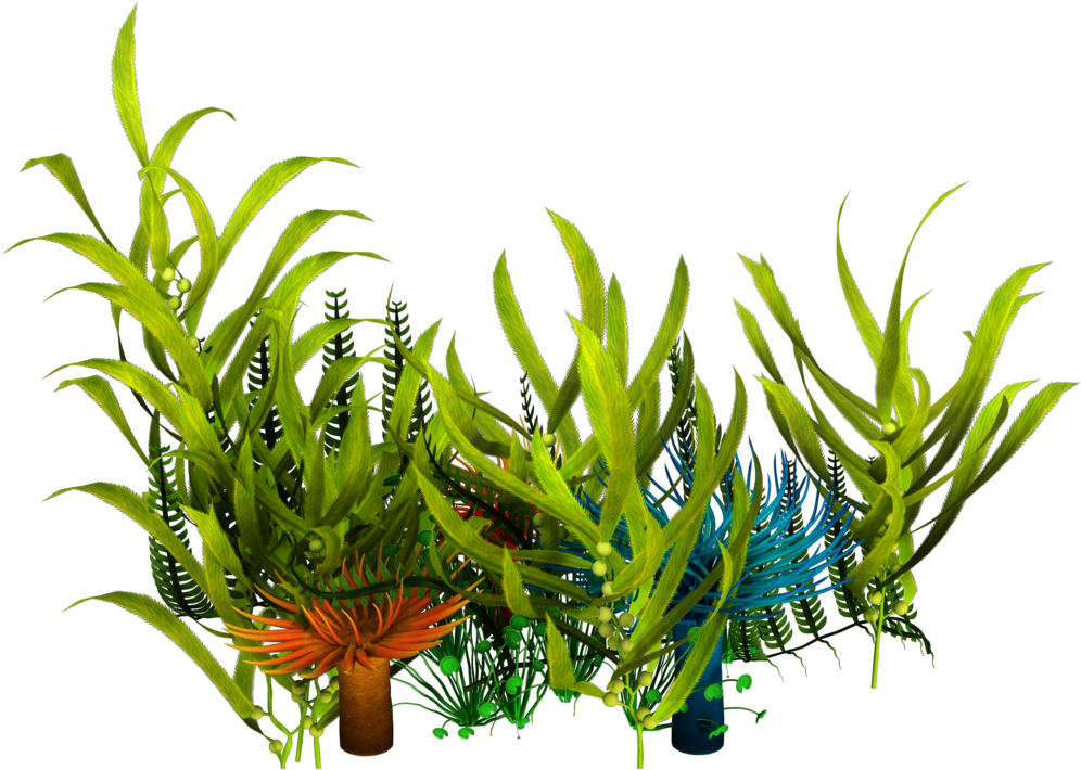 Underwater Aquatic Plants Seaweed Clip Art - Sea Plants Png Transparent (1024x745)