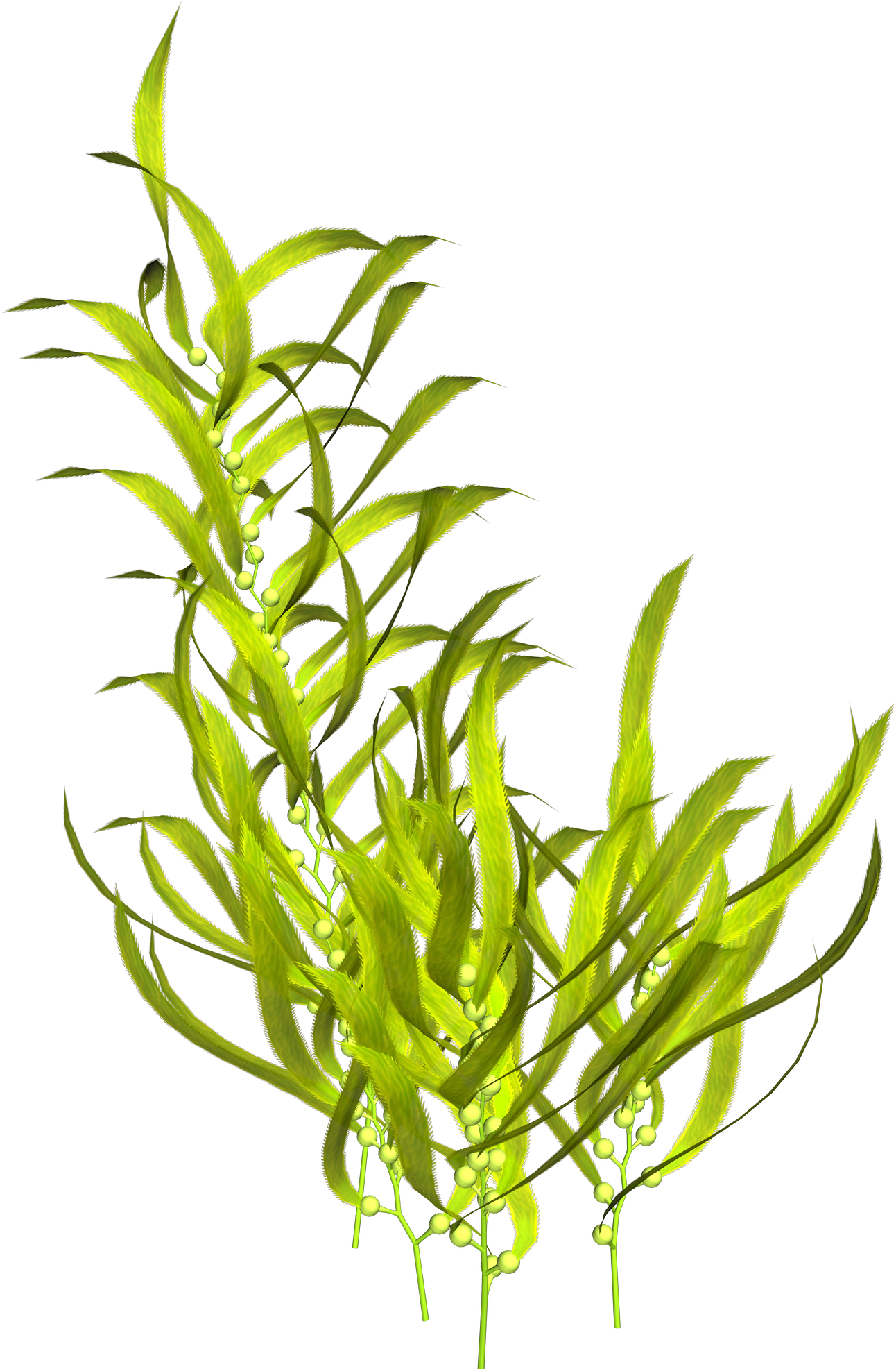 Seaweed Aquatic Plants Clip Art - Seaweed Corals Transparent Background Underwater Plants (1385x2045)