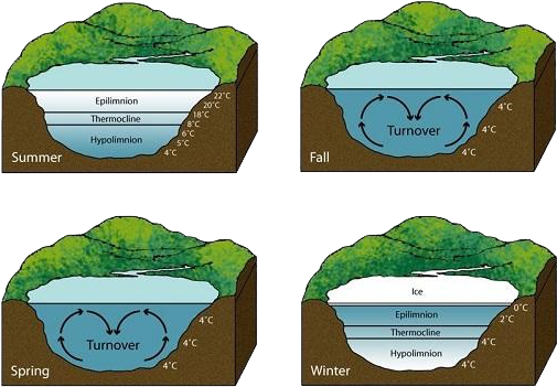 Fish Have Several Adaptions To Survive A Winter Below - Do Fish Survive Winter (594x406)