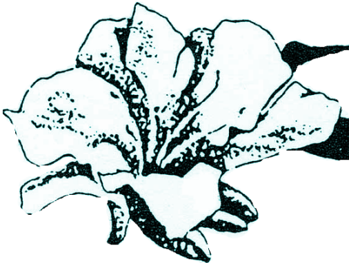 Illustration (512x512)