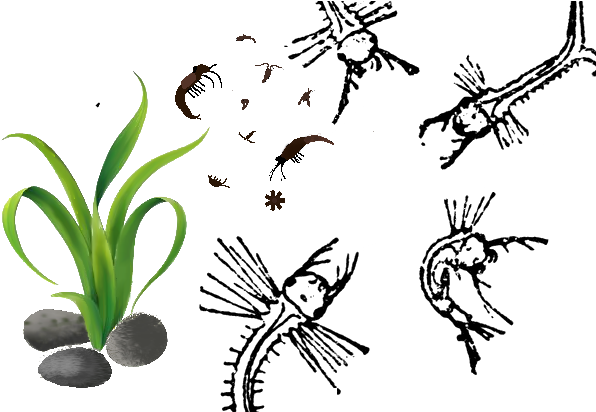 Eating These Will Help Them Grow Into The Last Stages - Illustration (618x411)