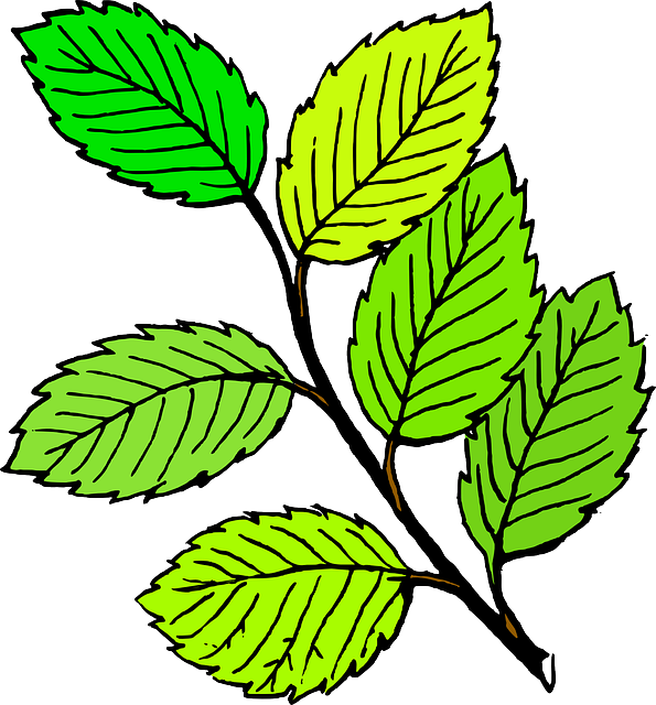 Free Pictures Leaf - Leaf Black And White (595x640)