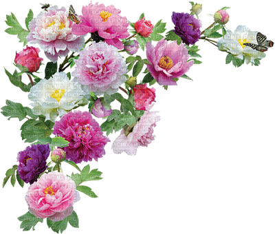 Soave Deco Flowers Rose Border Vintage White Pink - Flower Images Hd Png (400x340)