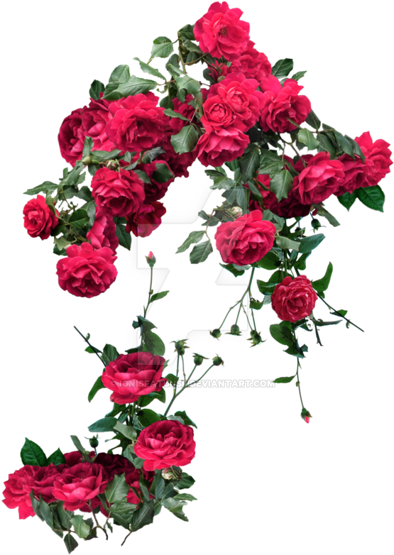 Red Roses Exclusive Pack 2 By Ignisfatuusii - Clipart Rose Vine Png (600x808)