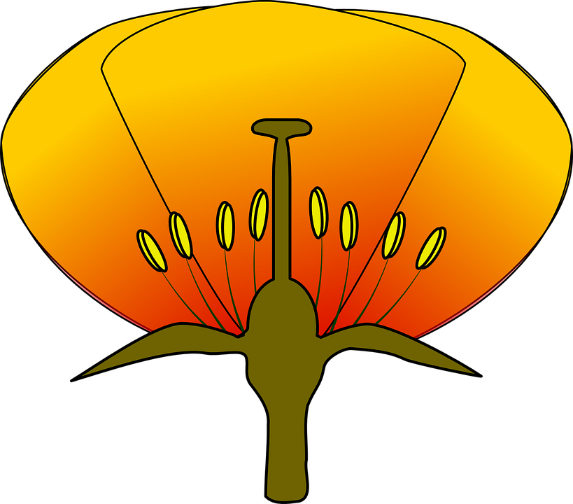 Flower Diagram Unlabeled (819x720)