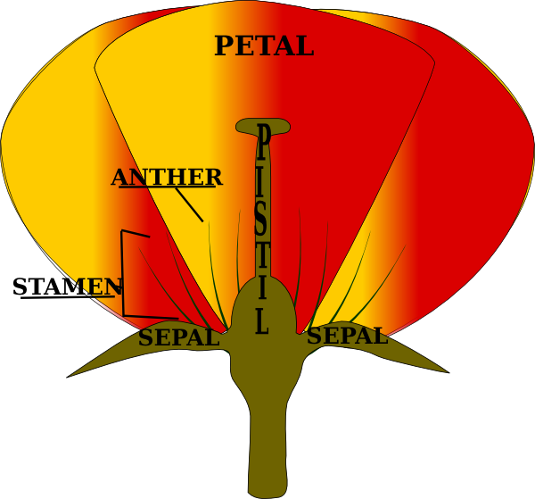 Parts Of A Flower Png (600x559)
