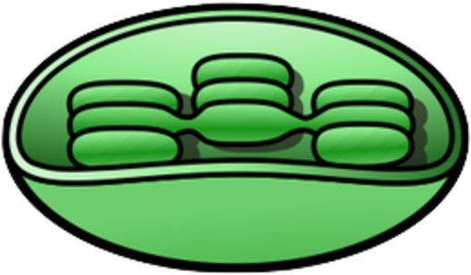 Chloroplast - Chloroplast Clip Art (600x346)